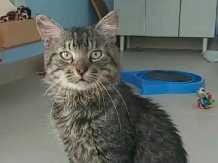 Gato raça srd idade 1 ano nome IRON