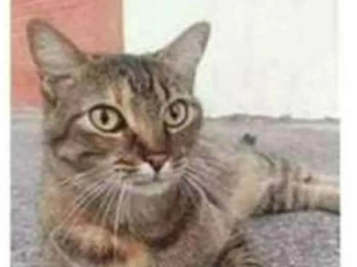 Gato ra a srd tigradinha idade 4 anos nome JULLY