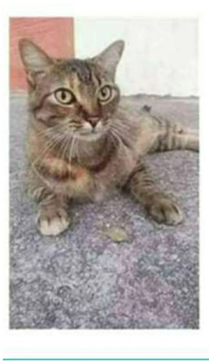 Gato ra a srd idade 4 anos nome JULLY