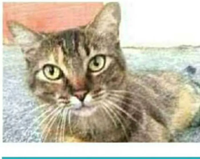 Gato ra a srd idade 4 anos nome JULLY