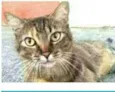 JULLY