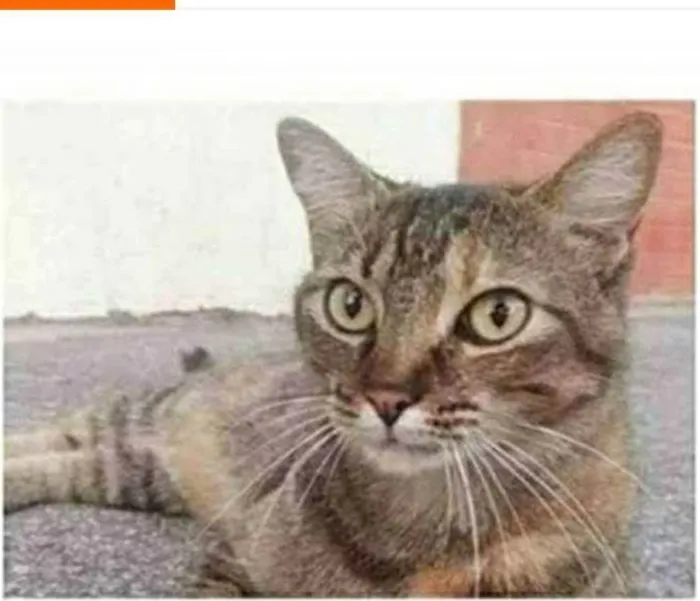 Gato ra a srd idade 4 anos nome JULLY