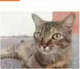 JULLY