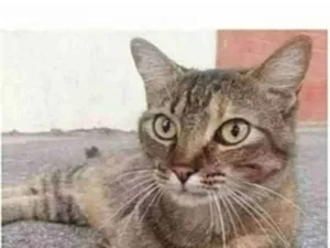 Gato raça srd idade 4 anos nome JULLY