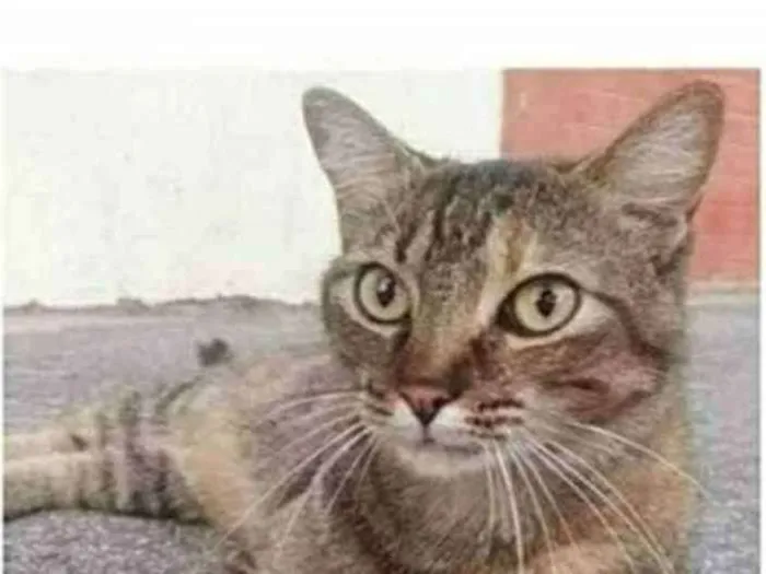 Gato ra a srd idade 4 anos nome JULLY