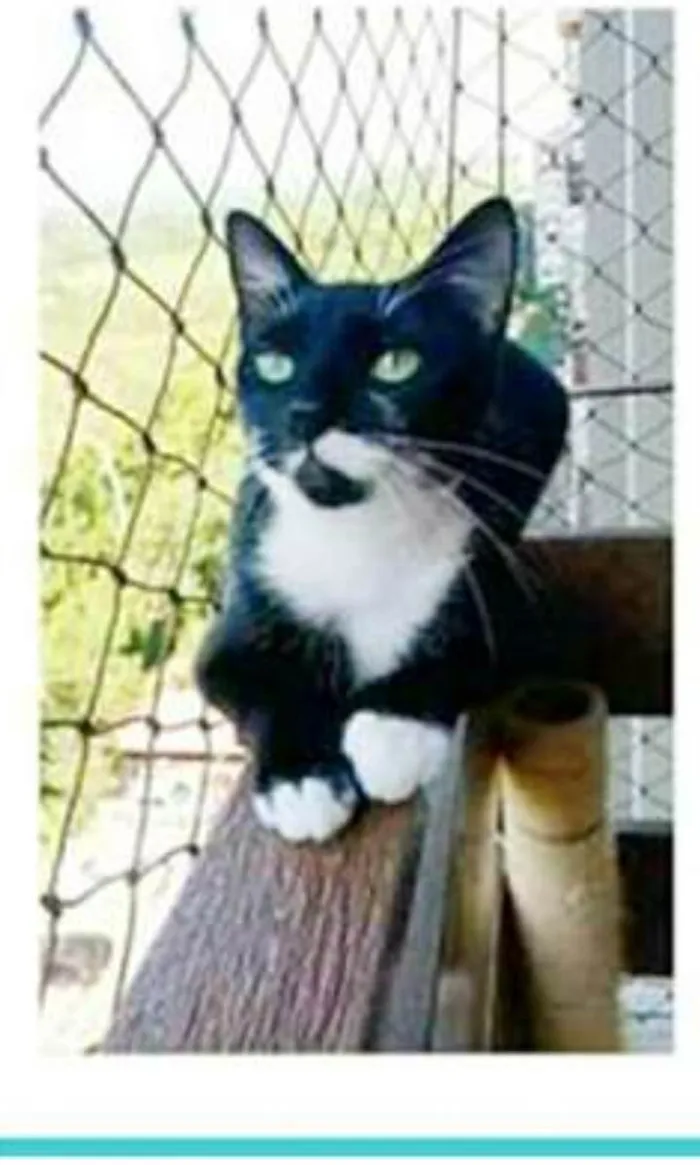 Gato ra a srd frajolinha idade 1 ano nome ELISA