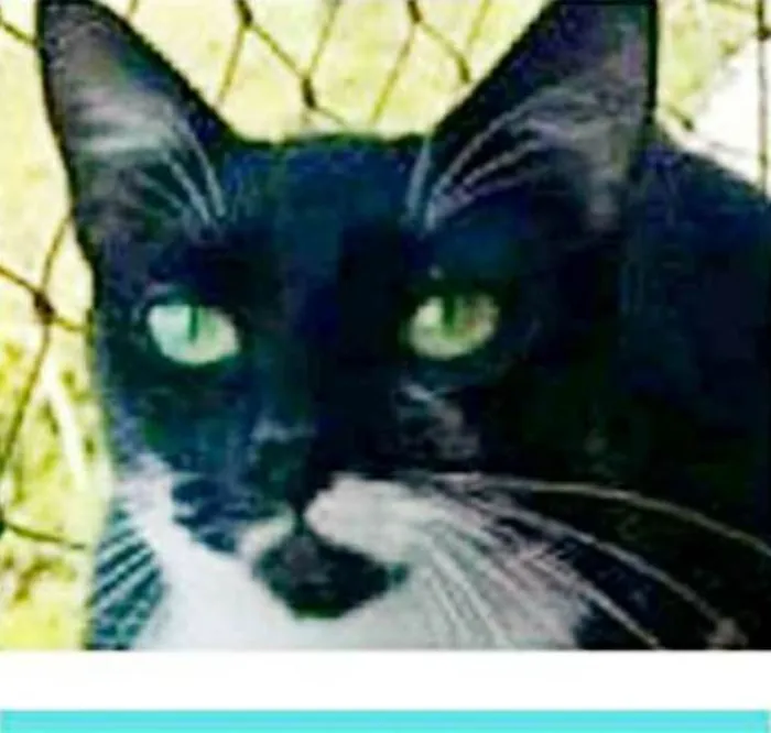 Gato ra a srd frajolinha idade 1 ano nome ELISA