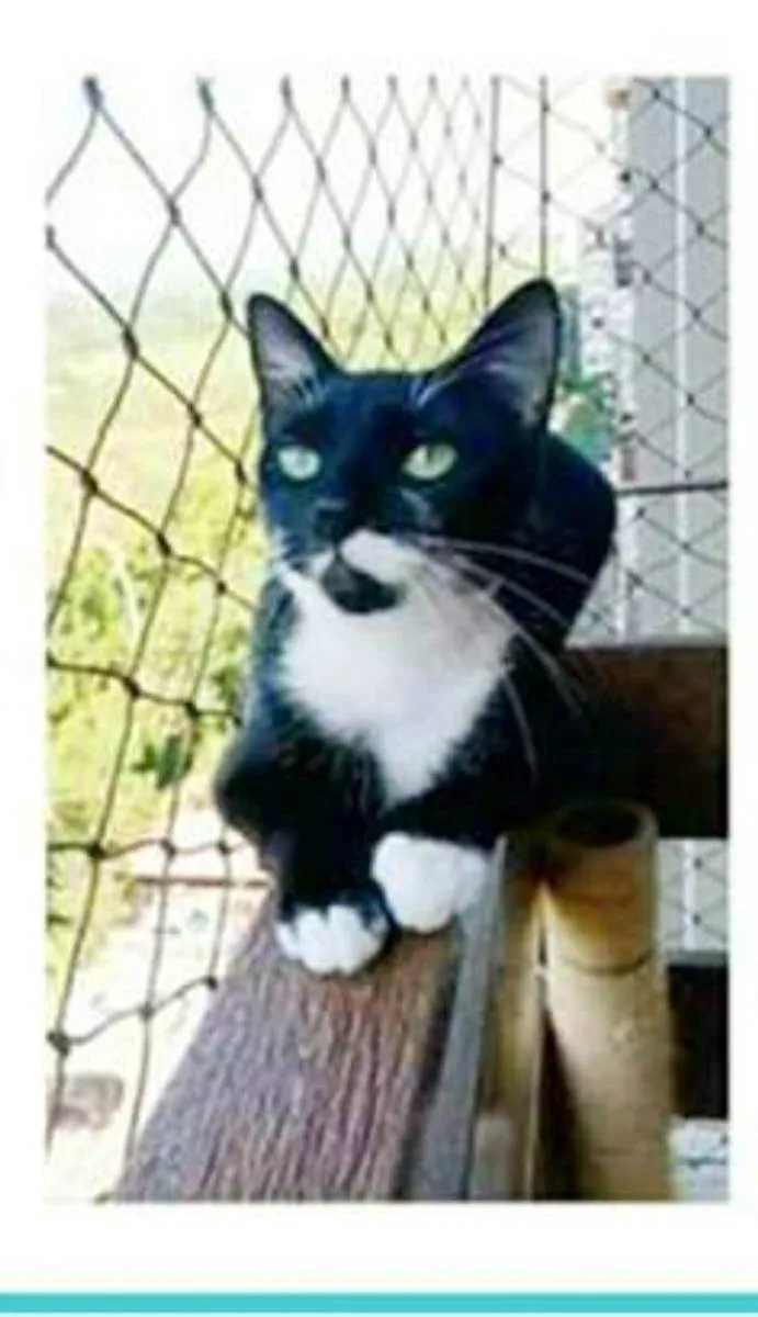Gato ra a srd frajolinha idade 1 ano nome ELISA