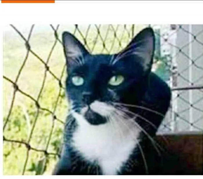 Gato ra a srd frajolinha idade 1 ano nome ELISA