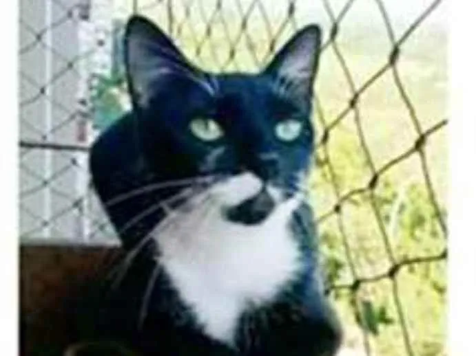 Gato ra a srd frajolinha idade 1 ano nome ELISA