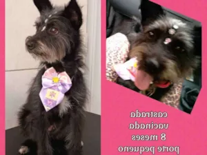 Cachorro raça Sem raça definida  idade 7 a 11 meses nome Mel