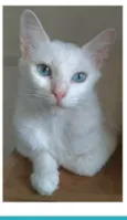 MAITÊ