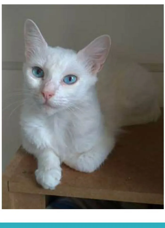 Gato ra a srd idade 7 a 11 meses nome MAITÊ 