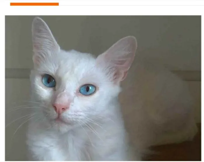 Gato ra a srd idade 7 a 11 meses nome MAITÊ 