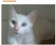 MAITÊ