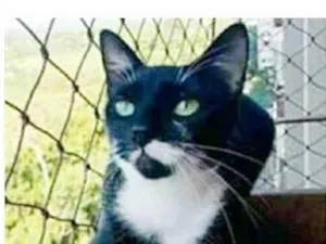 Gato raça srd frajolinha idade 1 ano nome ELISA