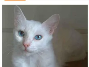 Gato raça srd idade 7 a 11 meses nome MAITÊ 