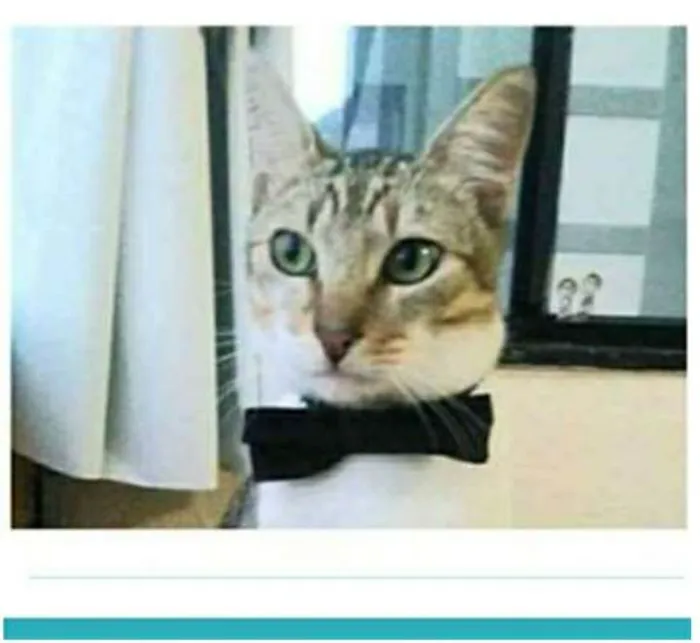 Gato ra a srd idade 1 ano nome PEDRINHO