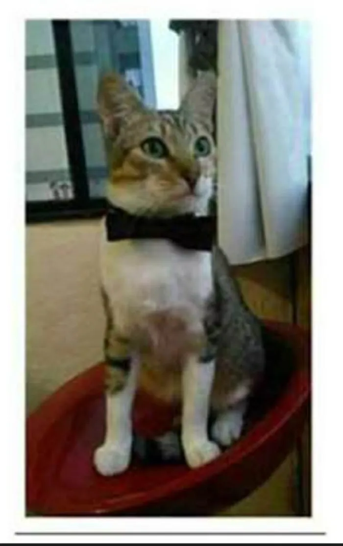 Gato ra a srd idade 1 ano nome PEDRINHO