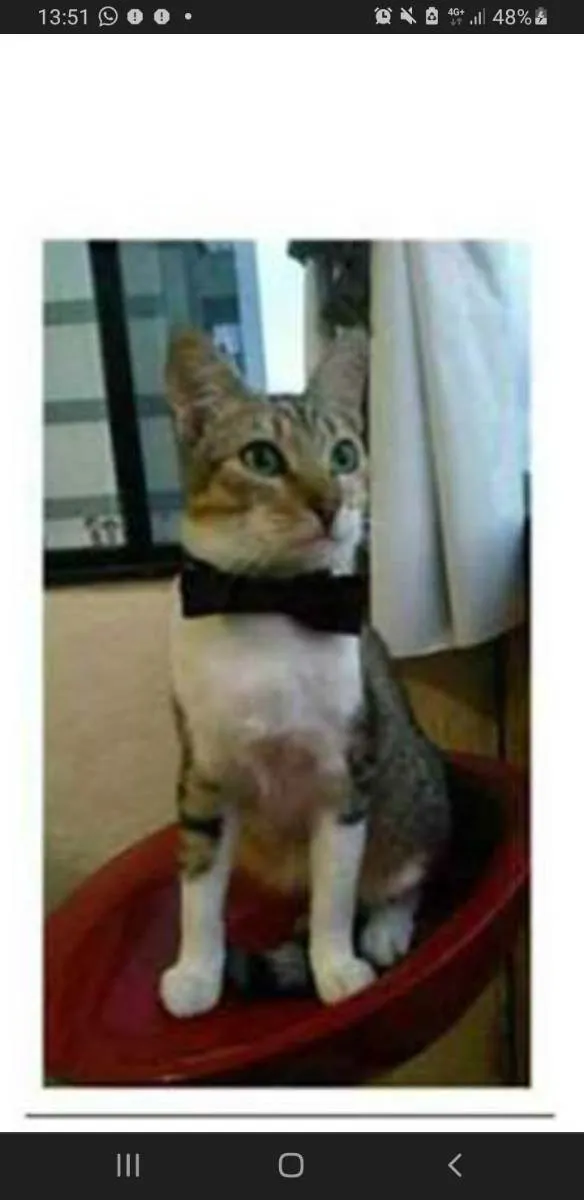 Gato ra a srd idade 1 ano nome PEDRINHO