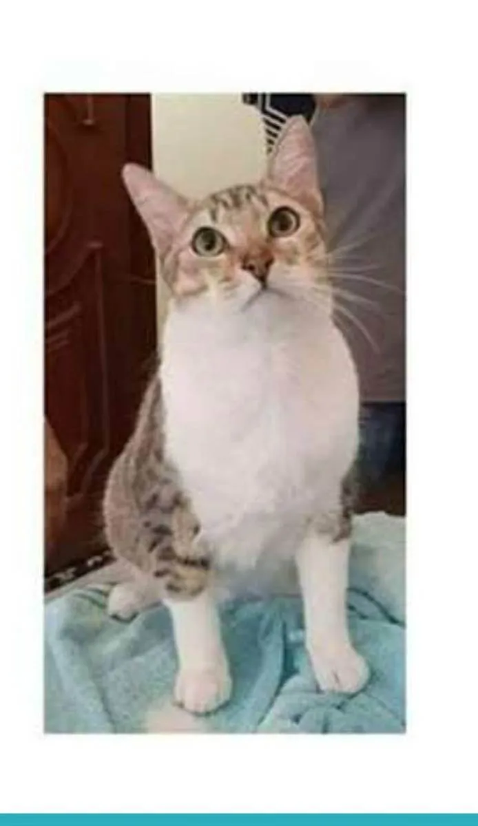 Gato ra a srd idade 1 ano nome PEDRINHO