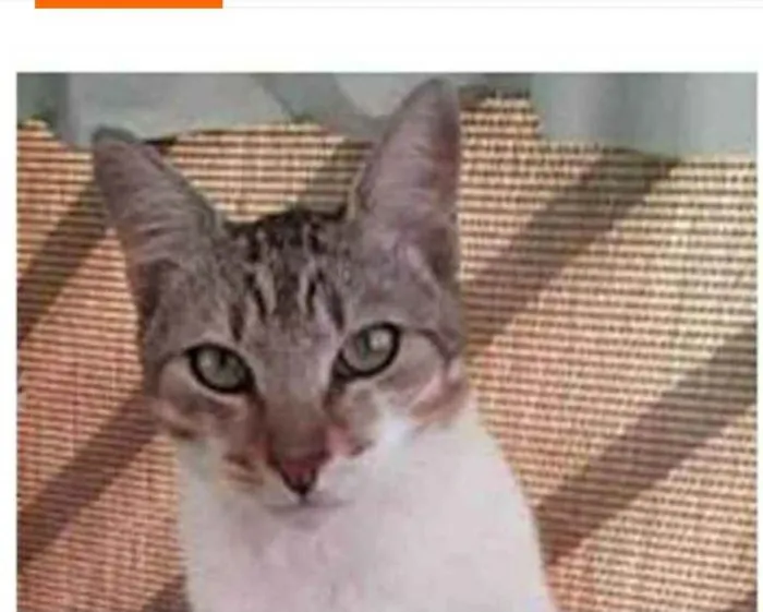Gato ra a srd idade 1 ano nome PEDRINHO
