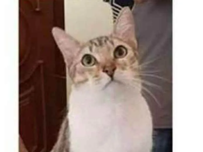 Gato ra a srd idade 1 ano nome PEDRINHO