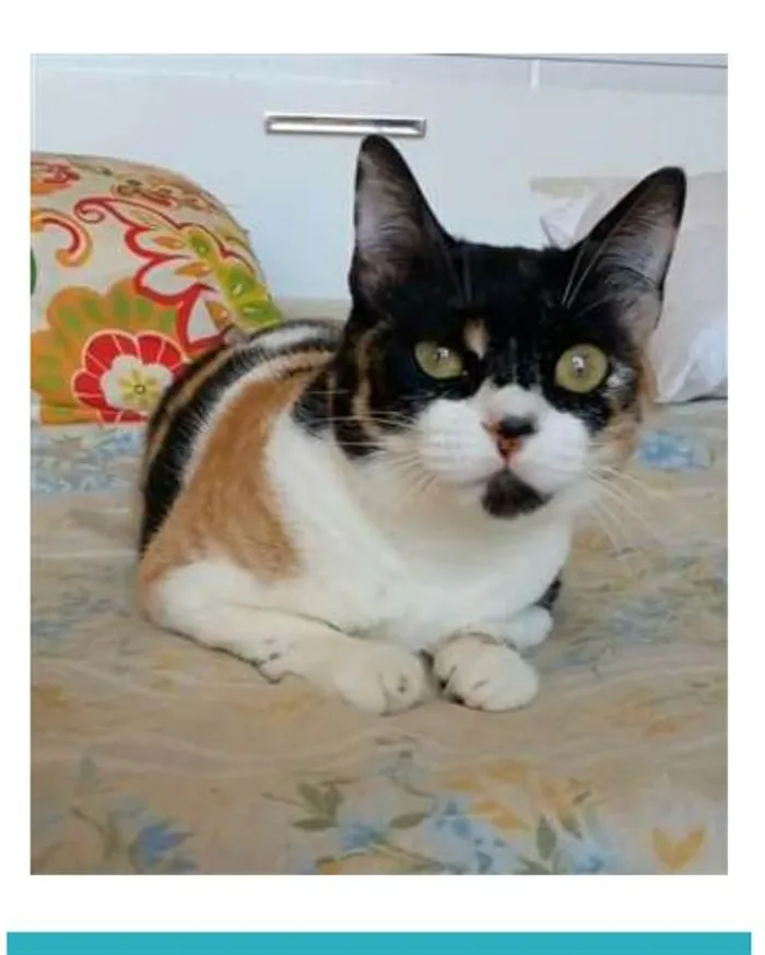 Gato ra a srd tricolor idade 1 ano nome SARA
