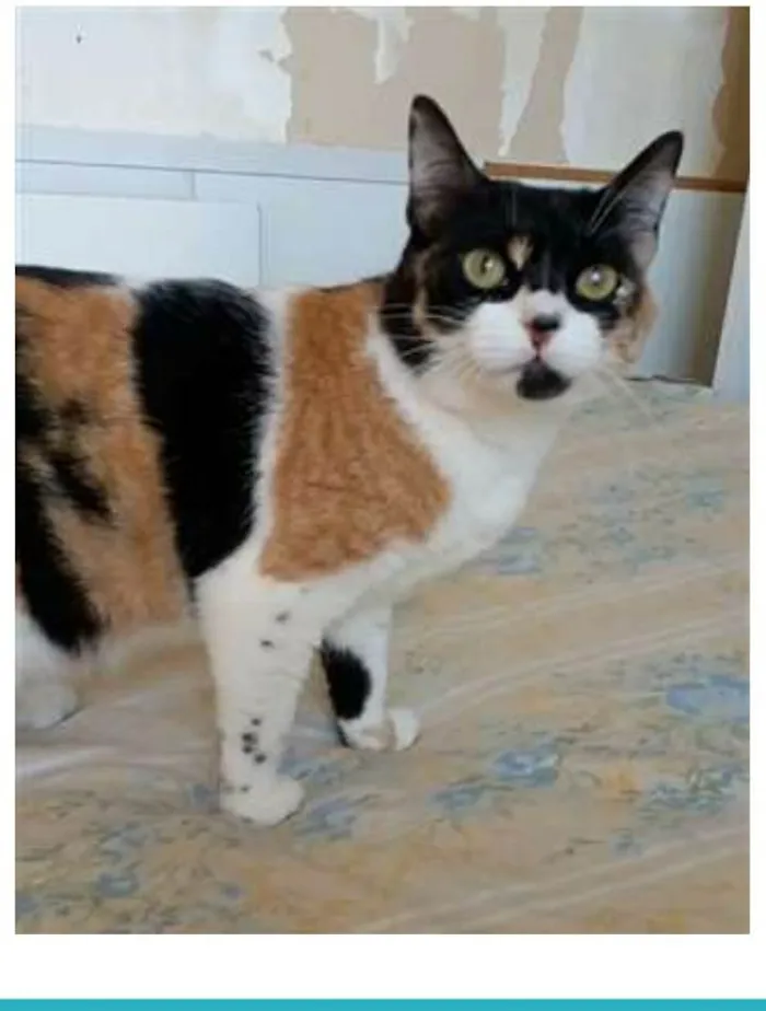 Gato ra a srd tricolor idade 1 ano nome SARA
