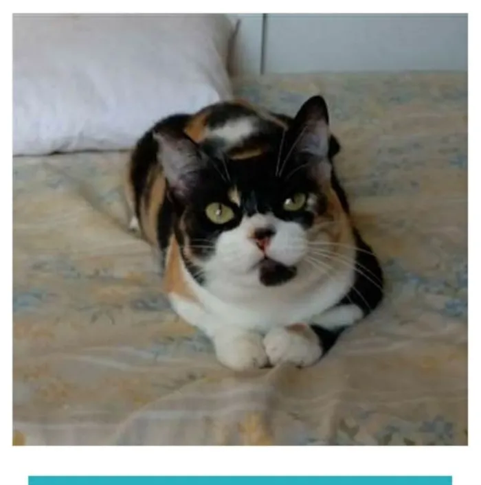 Gato ra a srd tricolor idade 1 ano nome SARA