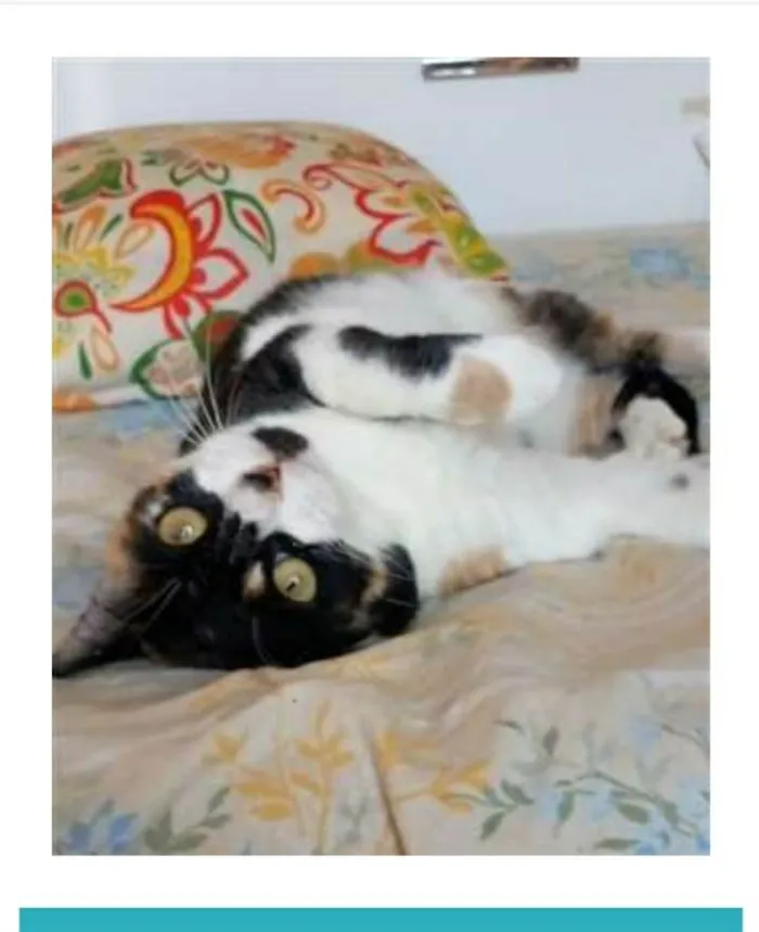 Gato ra a srd tricolor idade 1 ano nome SARA
