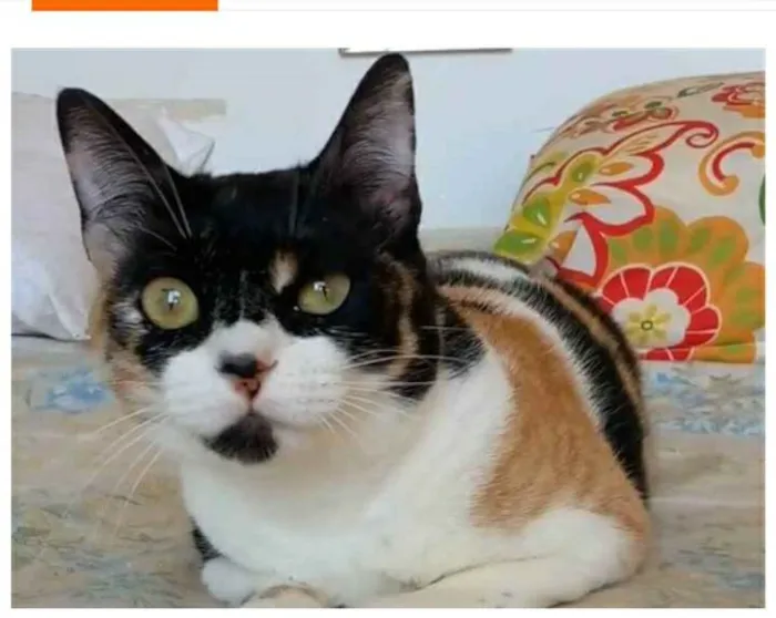 Gato ra a srd tricolor idade 1 ano nome SARA