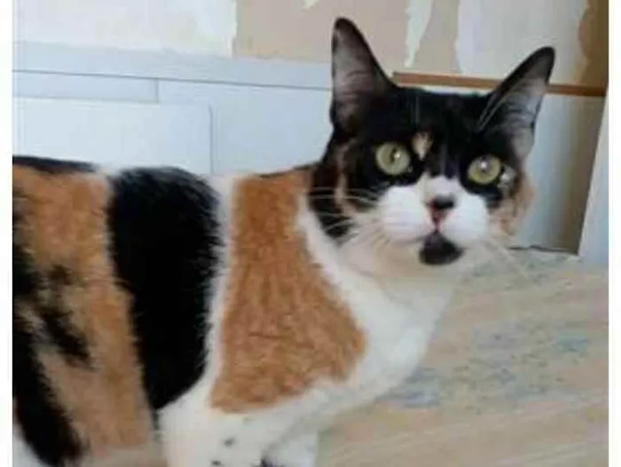 Gato ra a srd tricolor idade 1 ano nome SARA