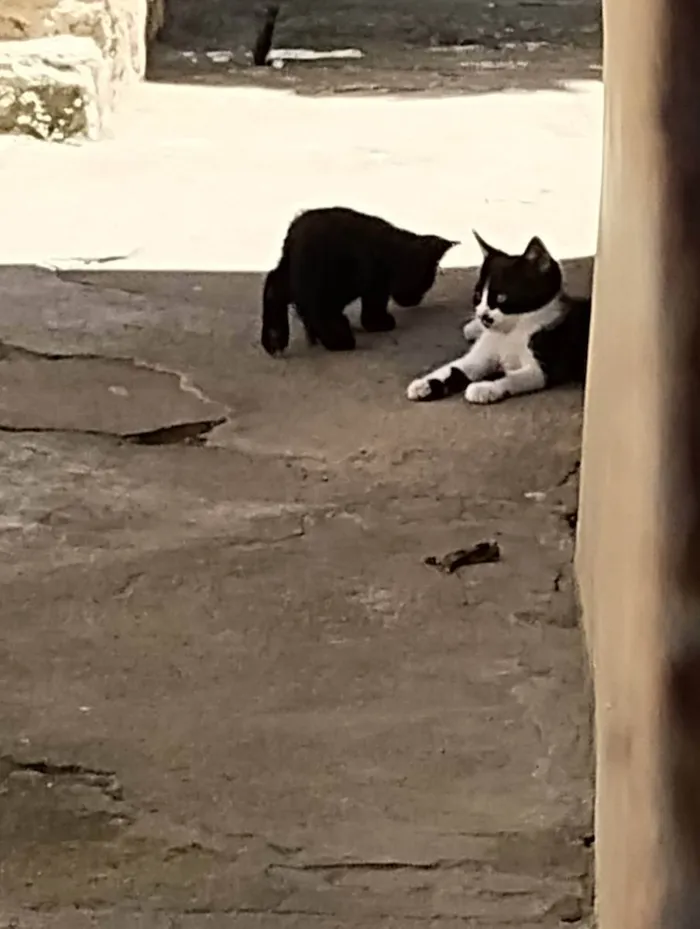 Gato ra a Um frajola e três pretos idade 2 a 6 meses nome Sem nomes