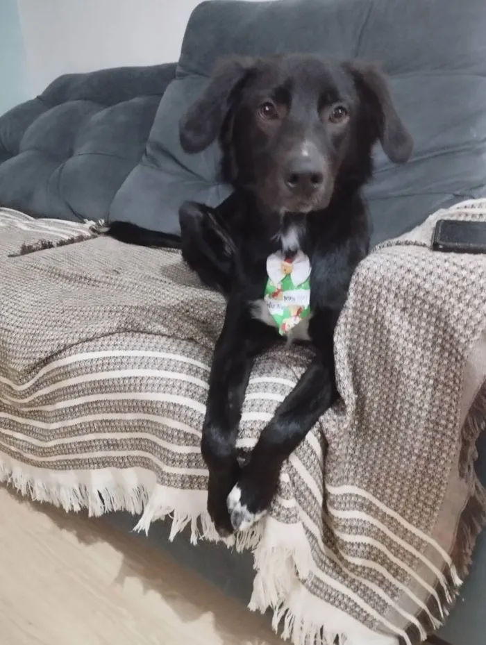 Cachorro ra a Sdr/ mistura com flat Coat ret idade 7 a 11 meses nome Max