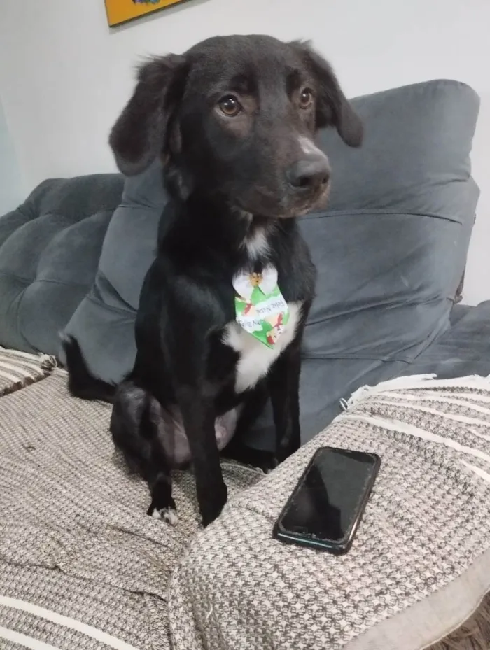 Cachorro ra a Sdr/ mistura com flat Coat ret idade 7 a 11 meses nome Max