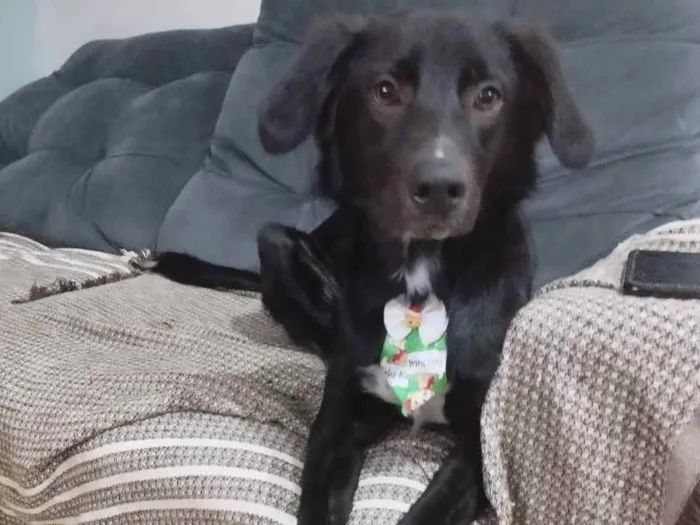 Cachorro ra a Sdr/ mistura com flat Coat ret idade 7 a 11 meses nome Max