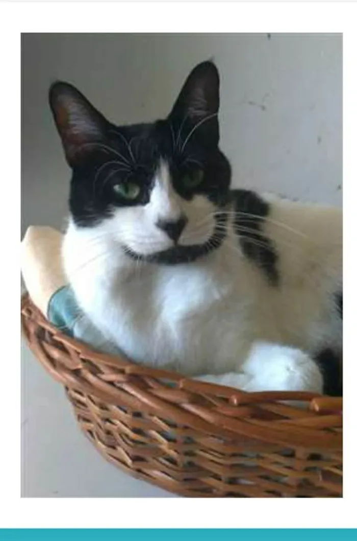 Gato ra a srd frajolinha  idade 2 anos nome FILÓ