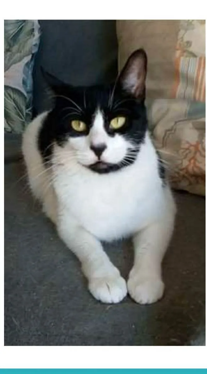 Gato ra a srd frajolinha  idade 2 anos nome FILÓ