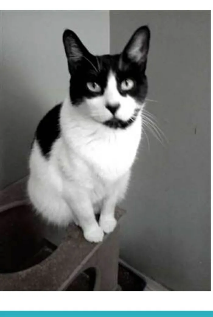 Gato ra a srd frajolinha  idade 2 anos nome FILÓ