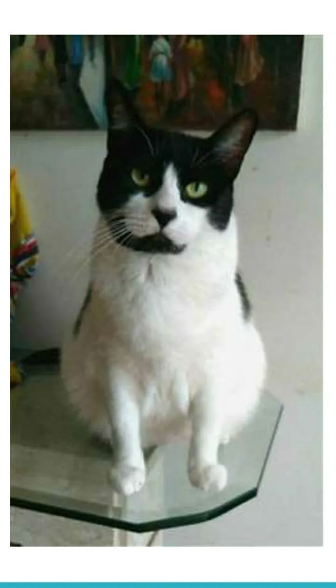 Gato ra a srd frajolinha  idade 2 anos nome FILÓ