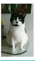 FILÓ