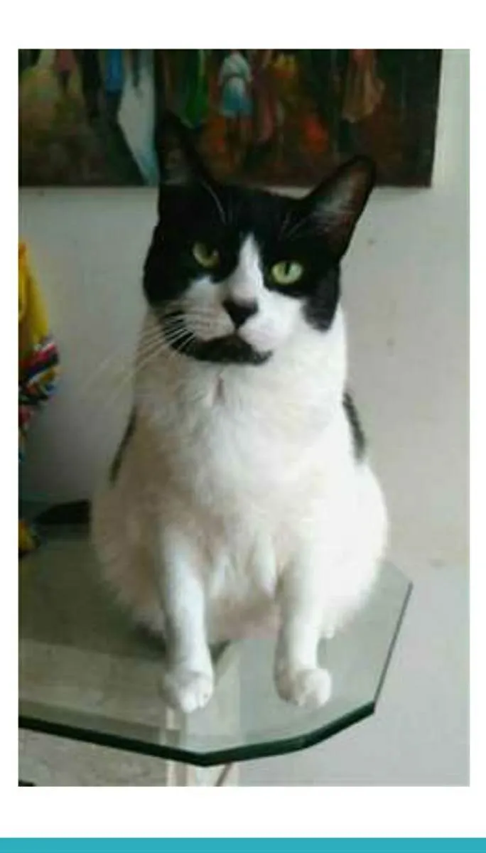 Gato ra a srd frajolinha  idade 2 anos nome FILÓ