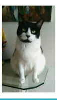 FILÓ