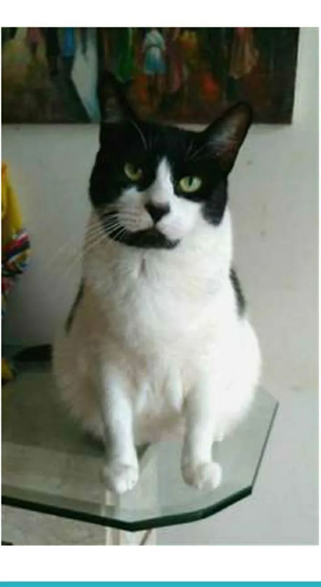 Gato ra a srd frajolinha  idade 2 anos nome FILÓ