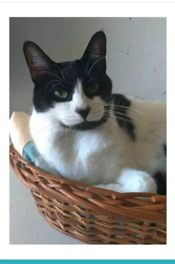 Gato ra a srd frajolinha  idade 2 anos nome FILÓ
