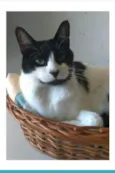 FILÓ