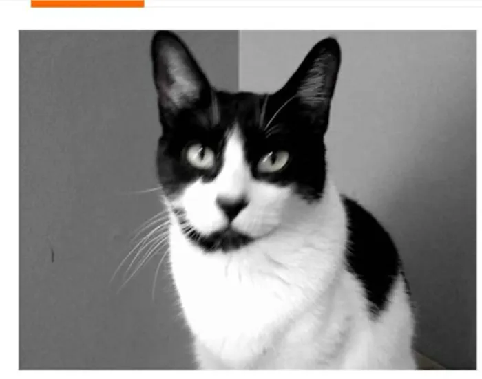 Gato ra a srd frajolinha  idade 2 anos nome FILÓ