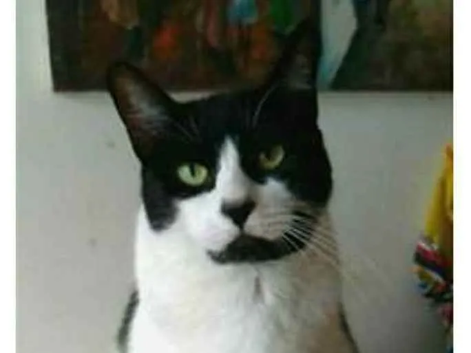 Gato ra a srd frajolinha  idade 2 anos nome FILÓ