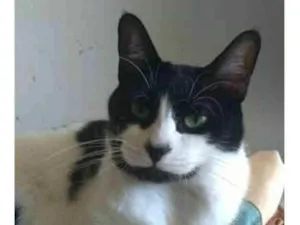 Gato raça srd frajolinha  idade 2 anos nome FILÓ